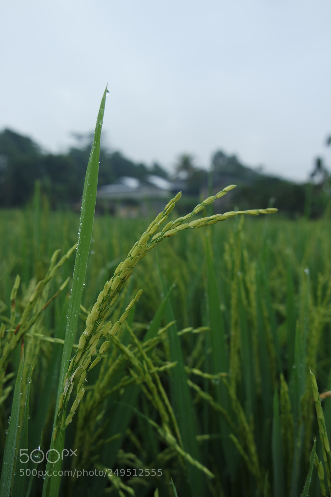 Samsung NX3000 sample photo. Human feed photography