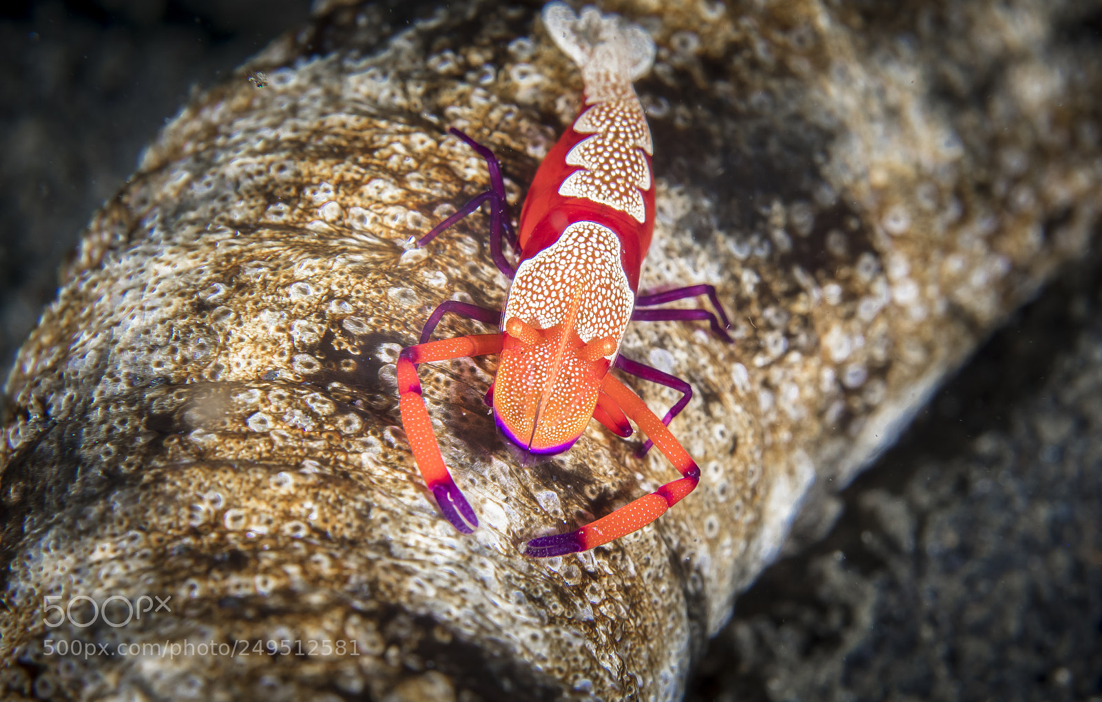 Canon EOS 5D Mark IV sample photo. Periclimenes imperator on the photography