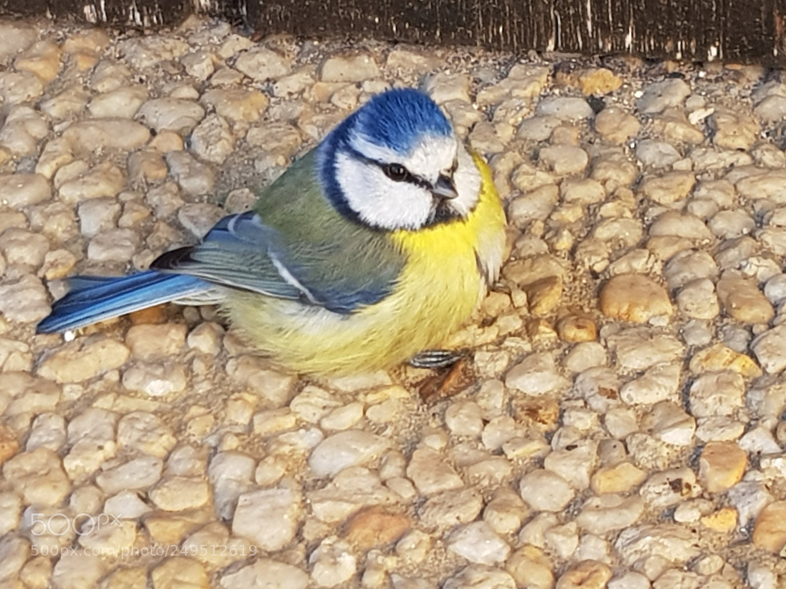 Samsung Galaxy S8 sample photo. M sange bleue elle photography