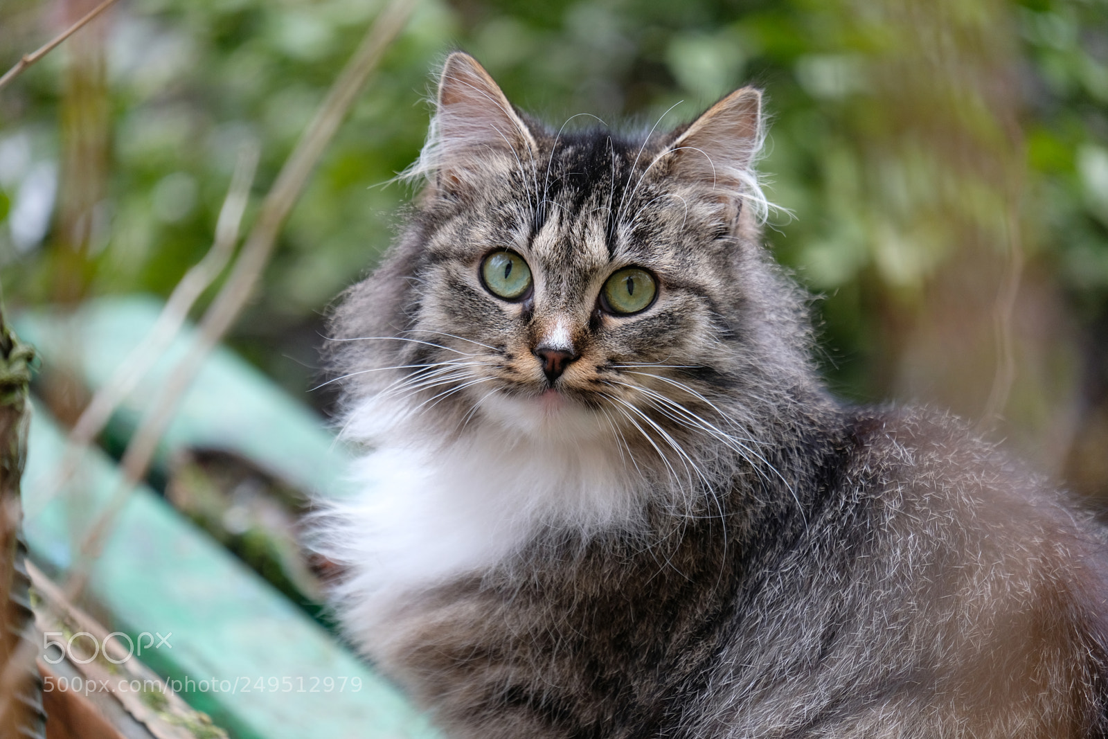 Fujifilm X-T20 sample photo. Grey cat close-up portrait photography