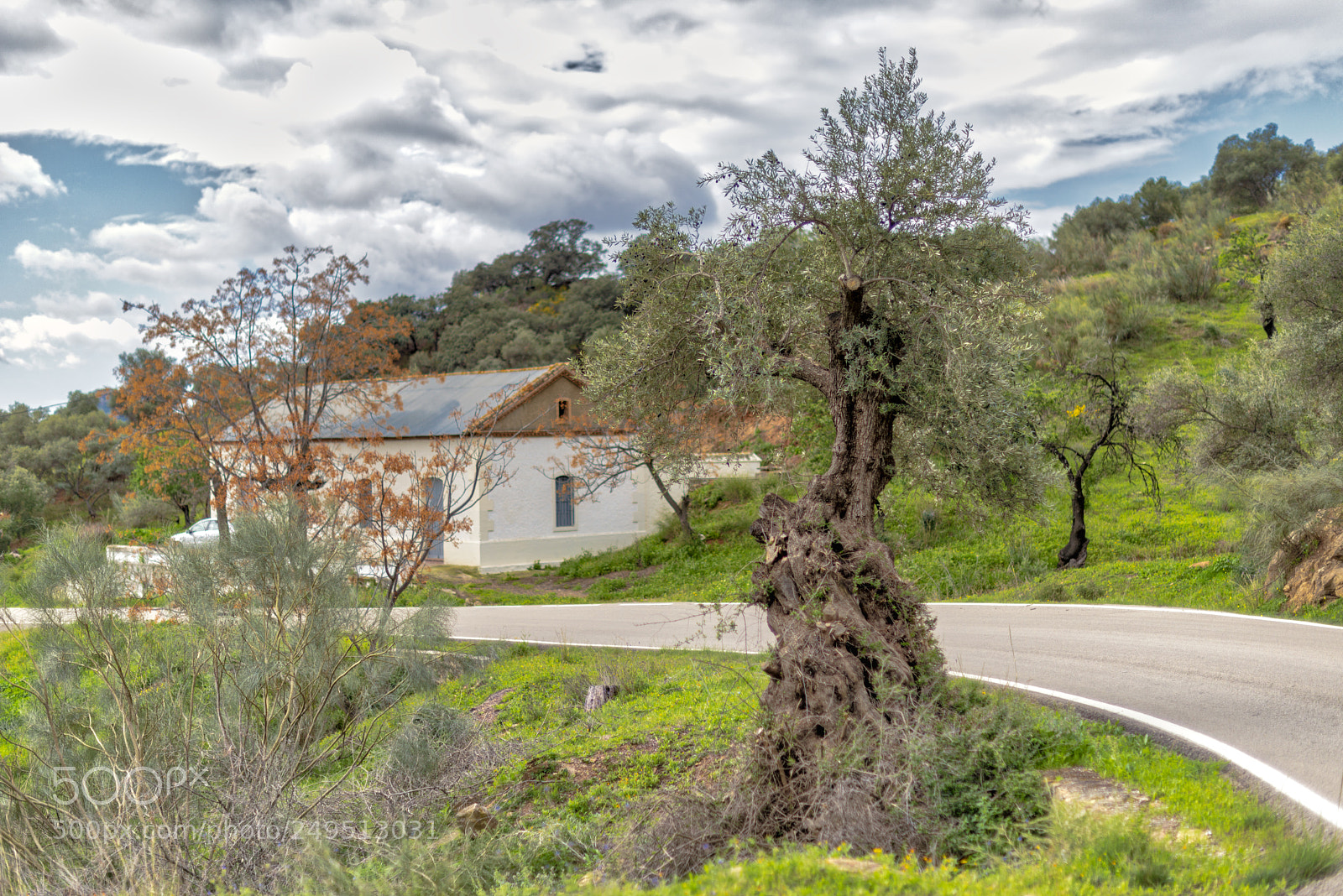 Nikon D800 sample photo. Olivo retorcido photography