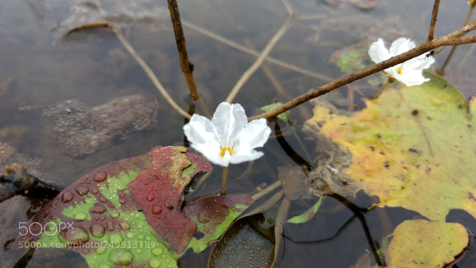 Motorola Moto G (4) sample photo. Wild photography