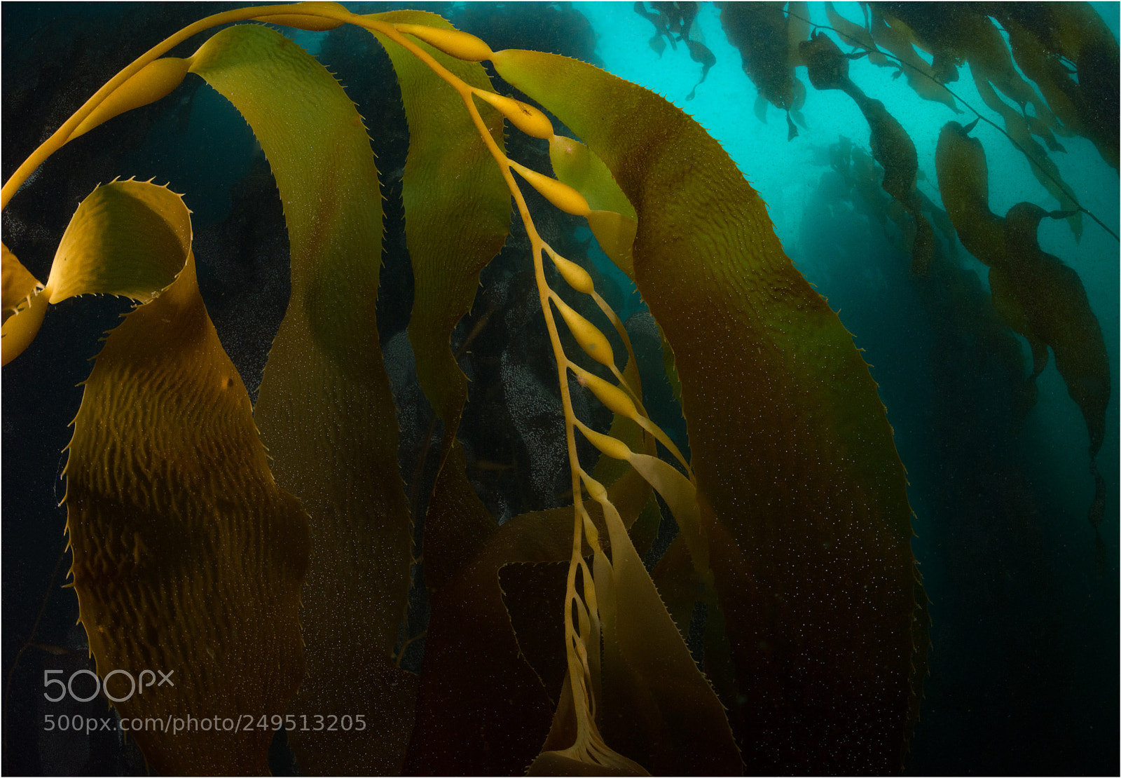 Nikon D800E sample photo. Beauty of the kelp-forrest photography