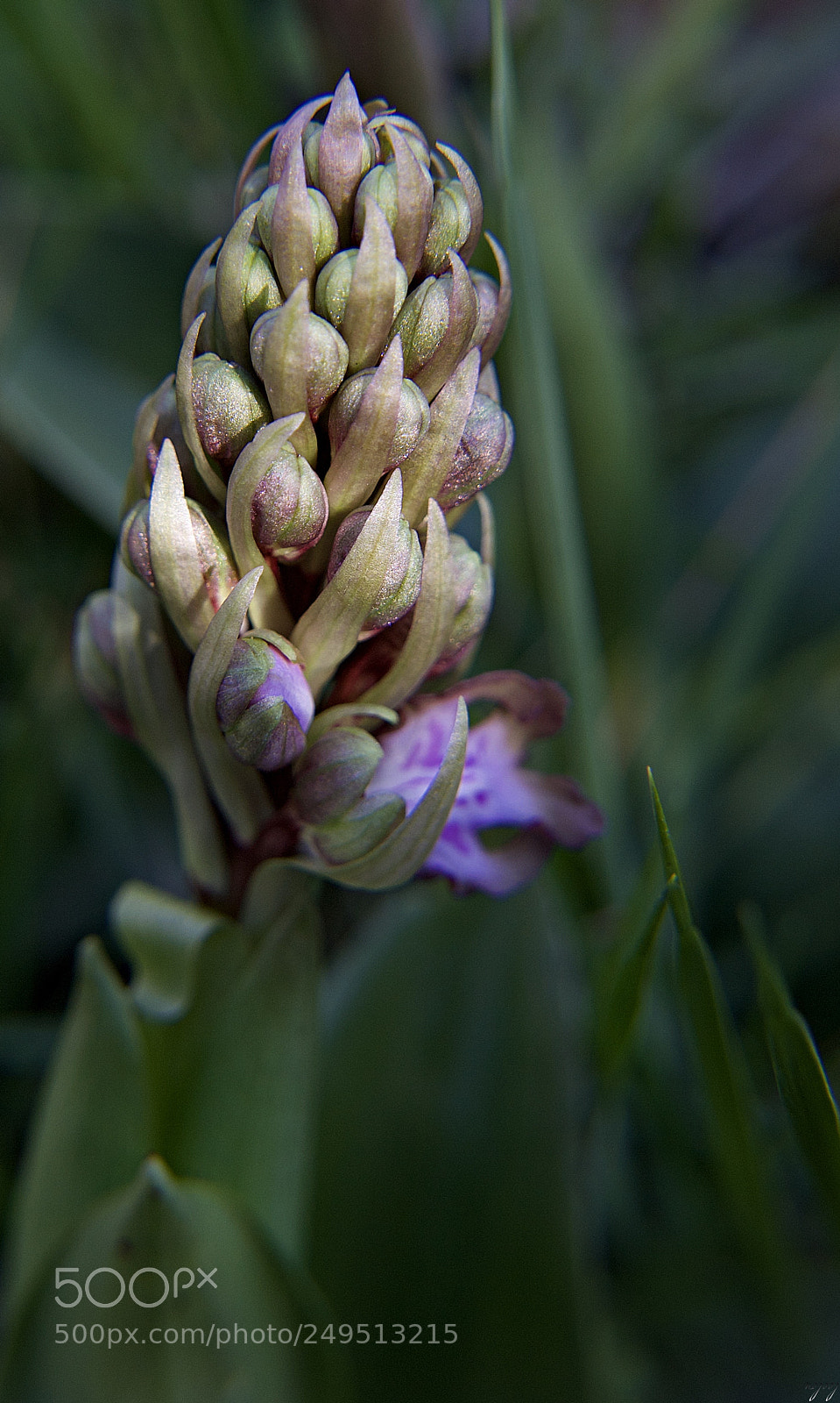 Nikon D3100 sample photo. Sweetness of a ray photography