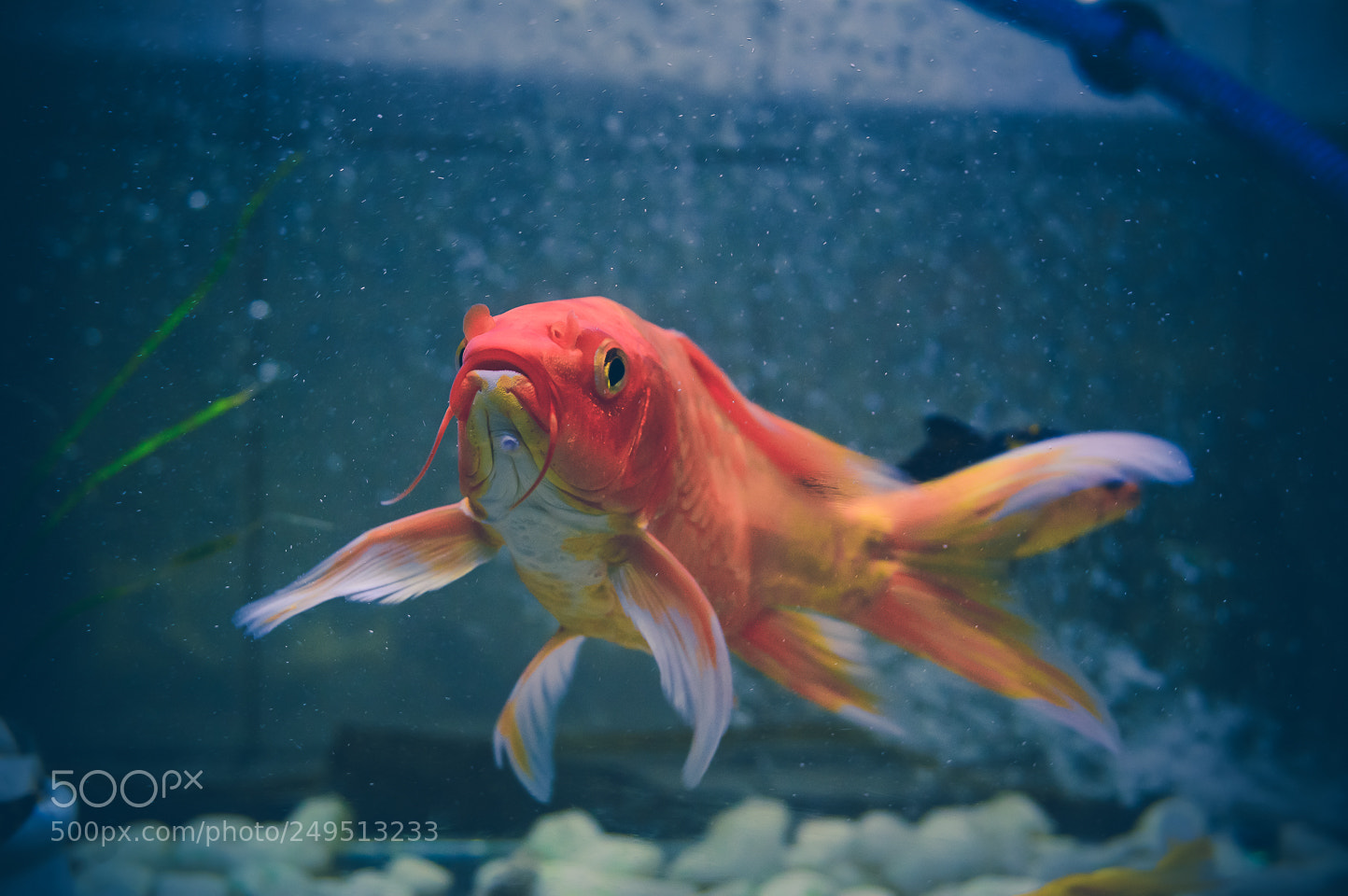 Nikon D3200 sample photo. Carp photography