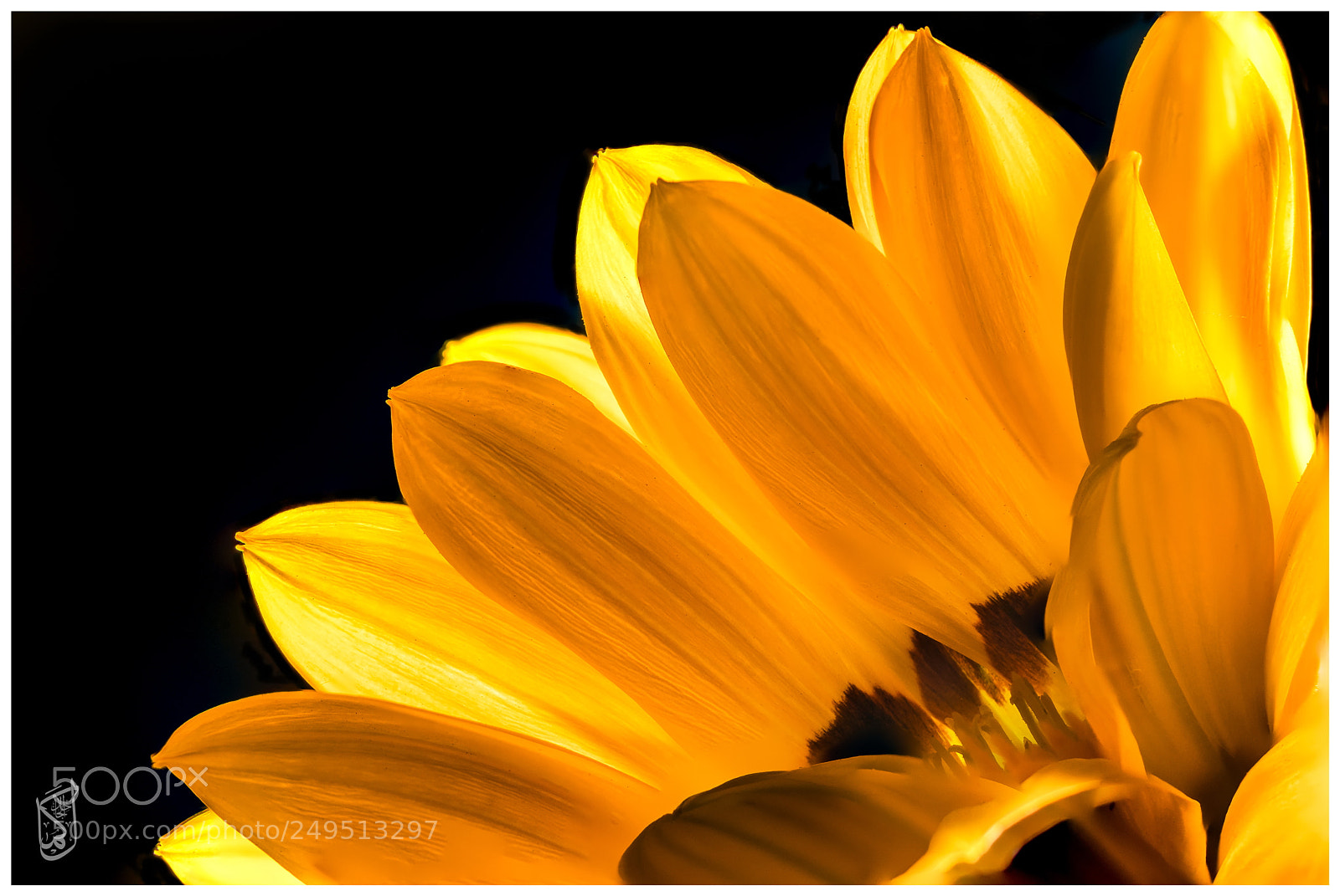 Canon EOS 80D sample photo. Dandelion flower macro shot photography