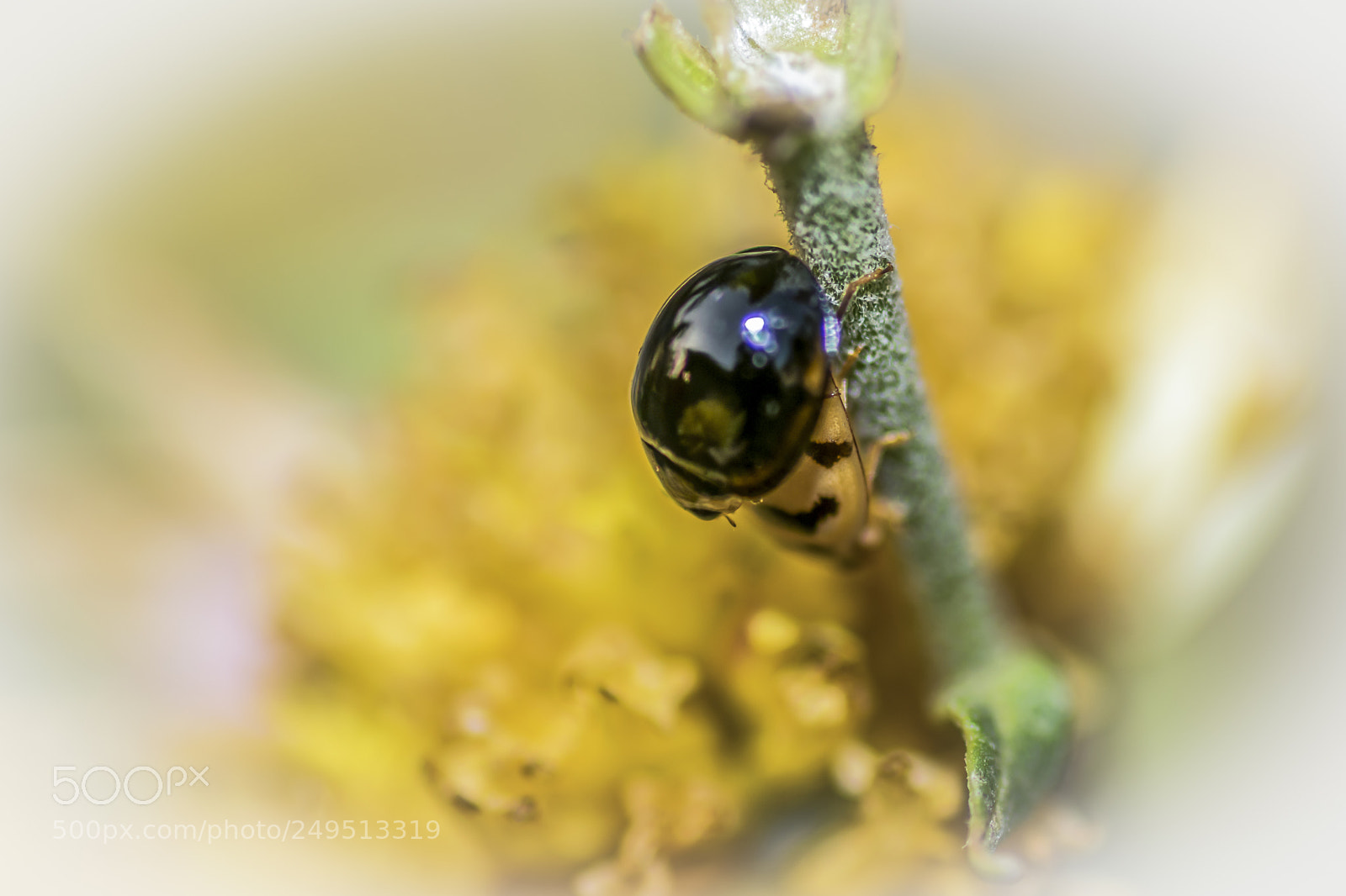 Nikon D5300 sample photo. The couple photography