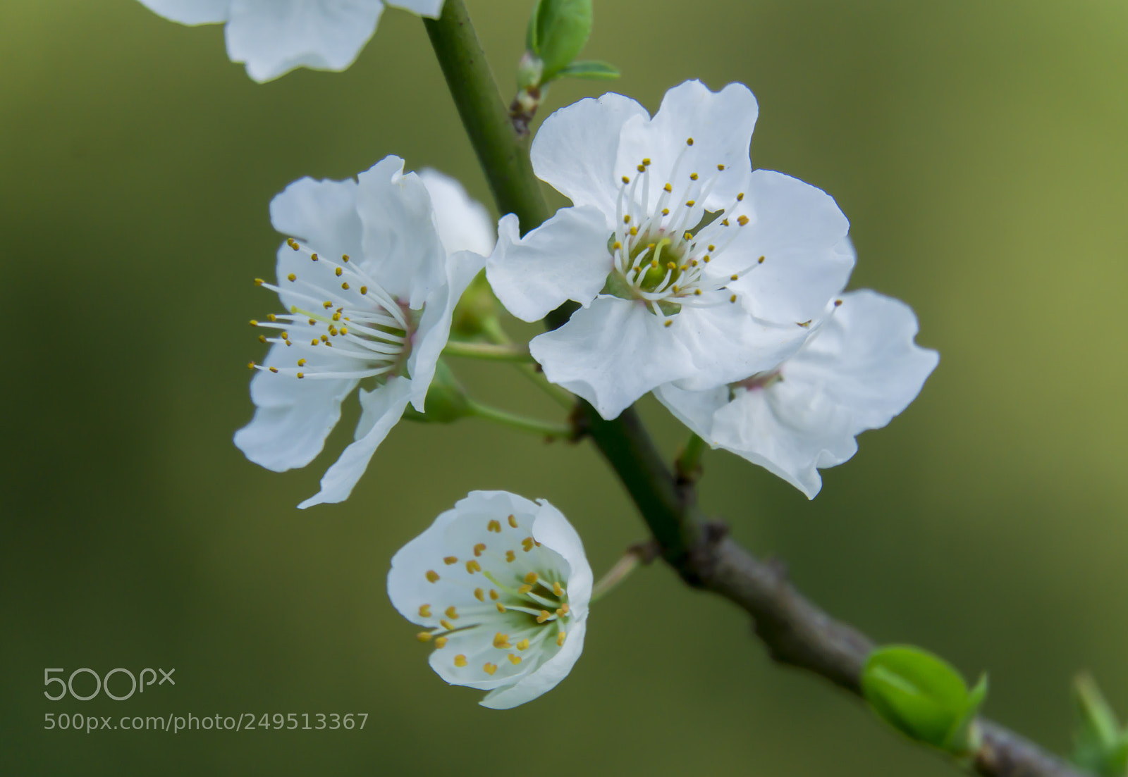 Sony a6000 sample photo. White blossom photography