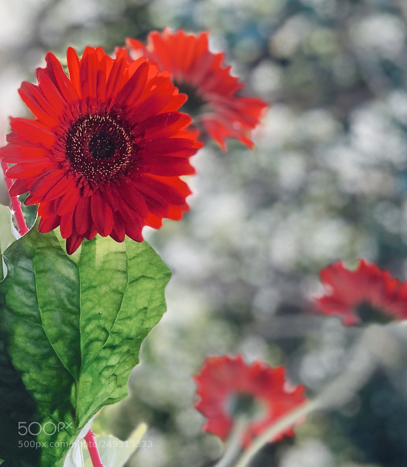 Apple iPhone X sample photo. Good morning! photography