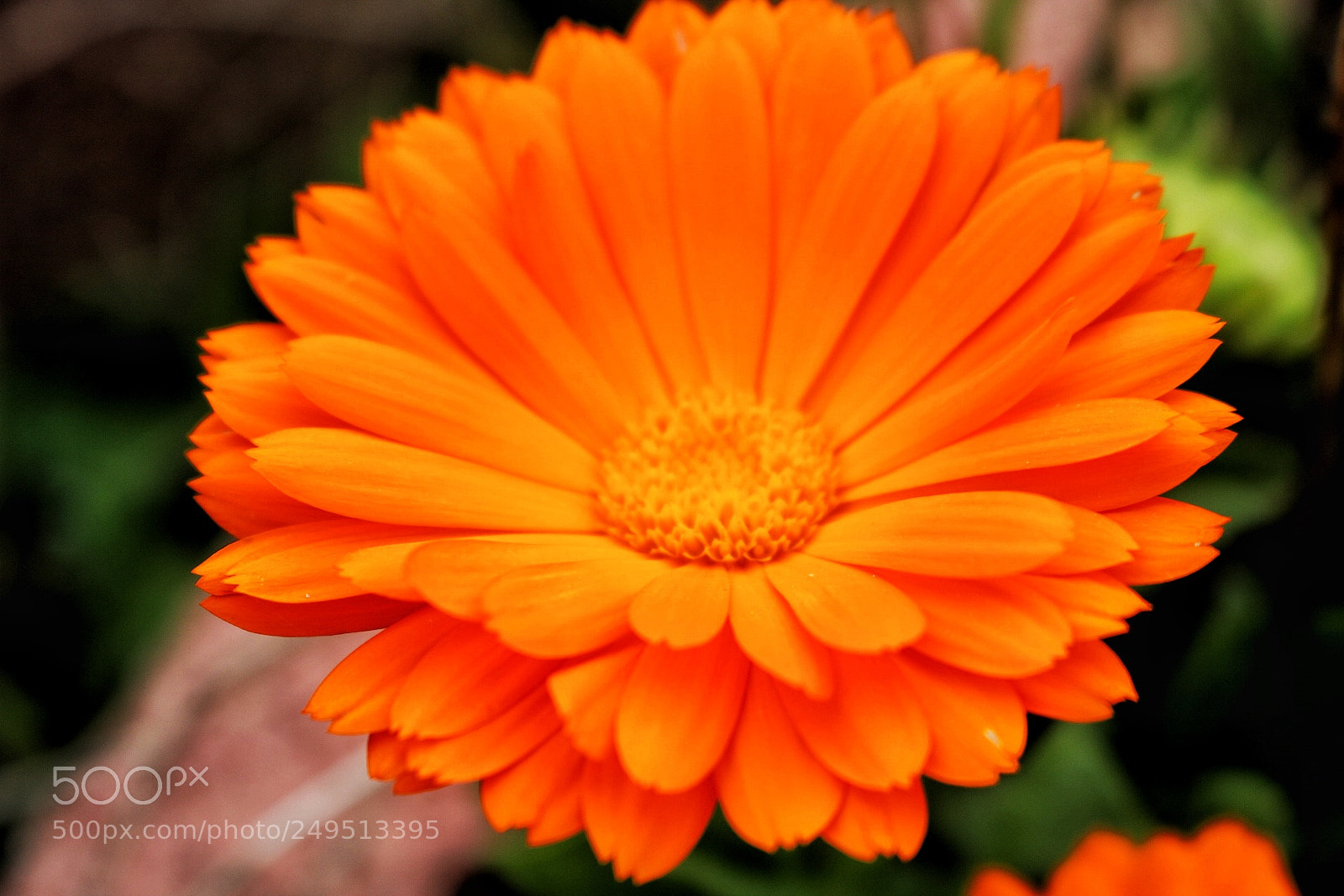 Canon EOS 750D (EOS Rebel T6i / EOS Kiss X8i) sample photo. Untitled photography