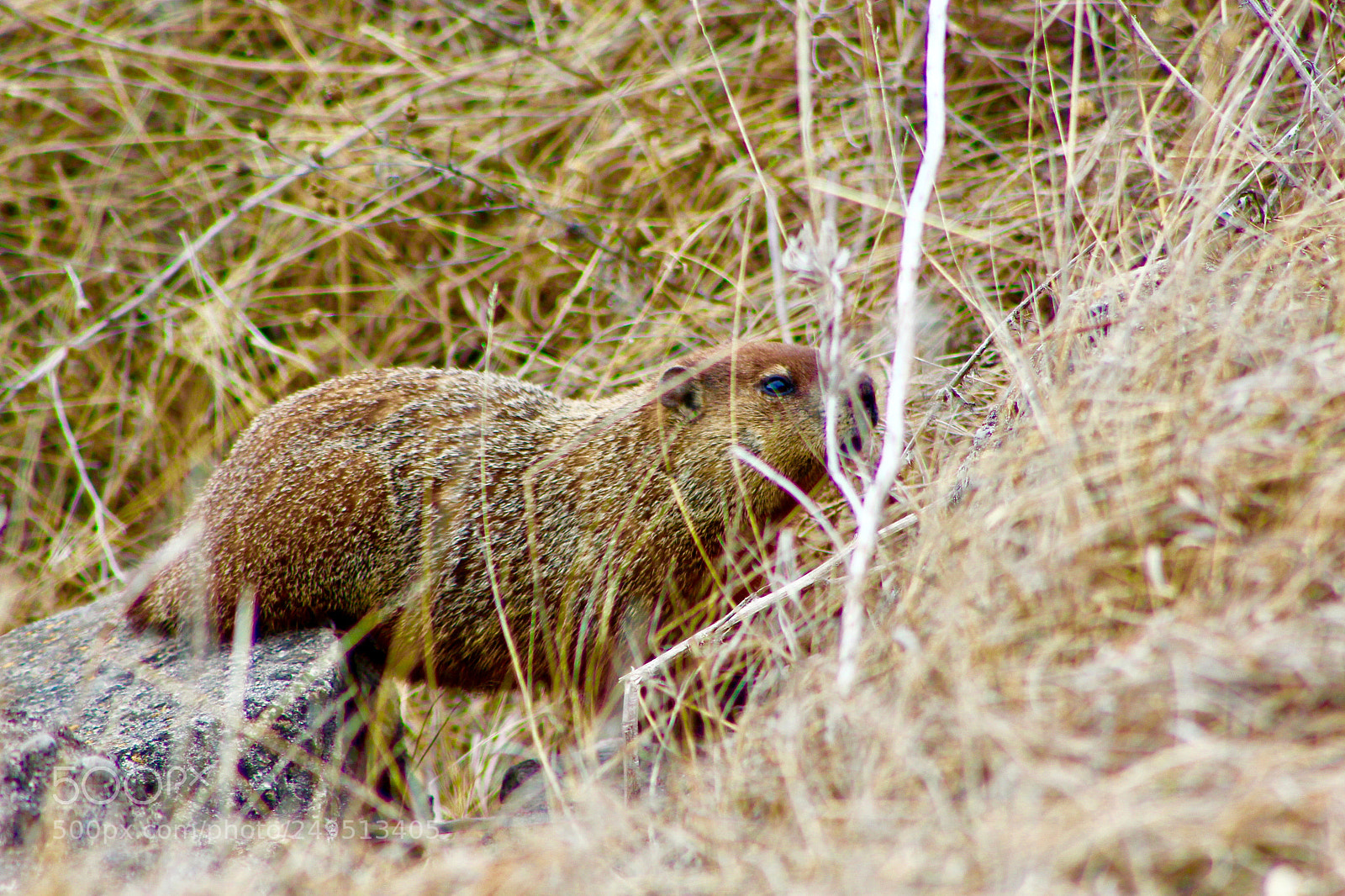 Canon EOS 1200D (EOS Rebel T5 / EOS Kiss X70 / EOS Hi) sample photo. Town gopher photography