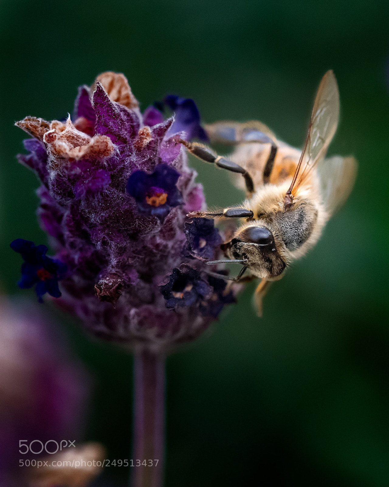 Nikon D810 sample photo. Bee prepared photography