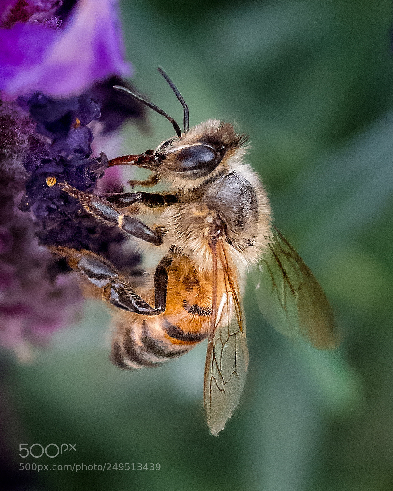Nikon D810 sample photo. I bee drinking on photography