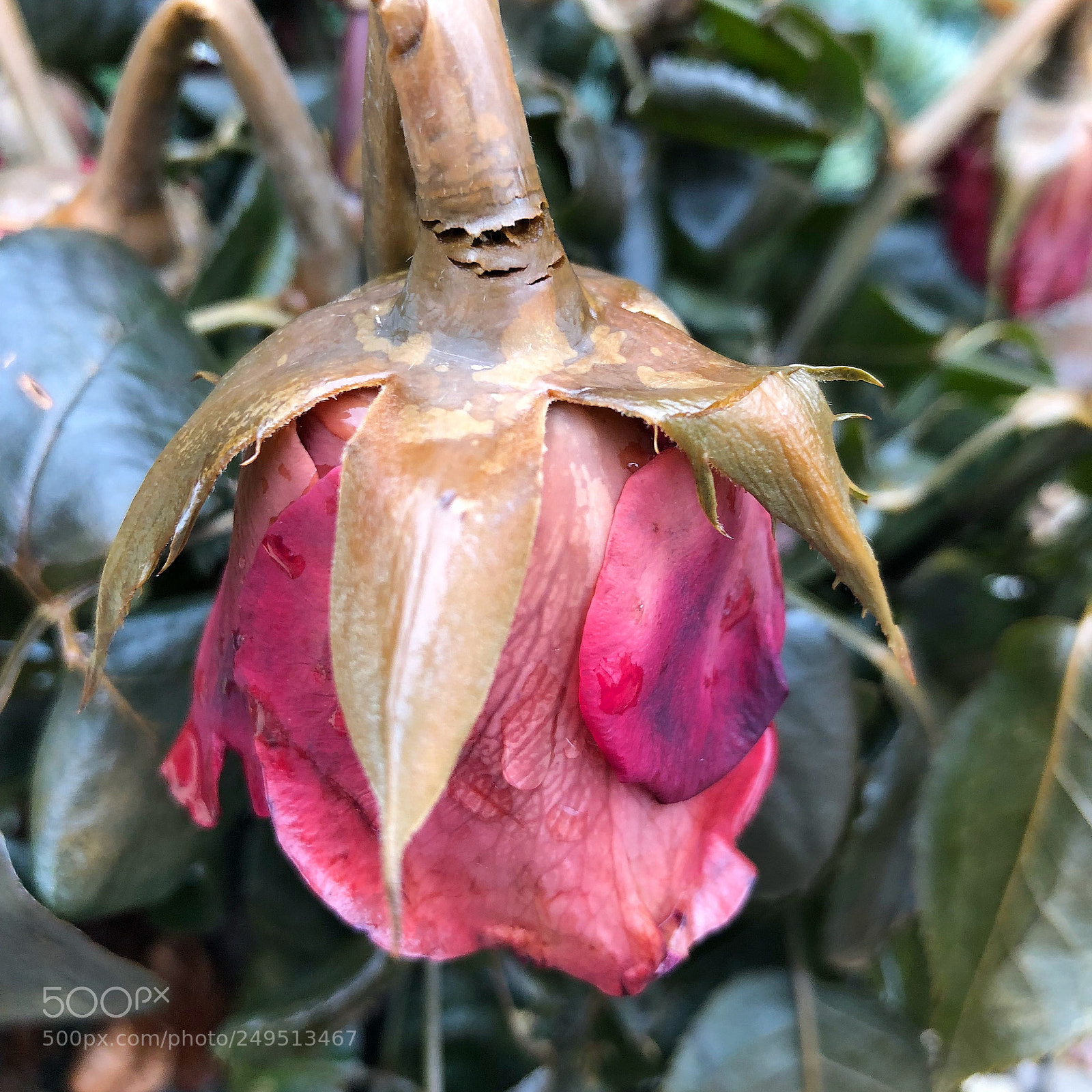 Apple iPhone 8 Plus sample photo. Helleajensen rose roses roos photography