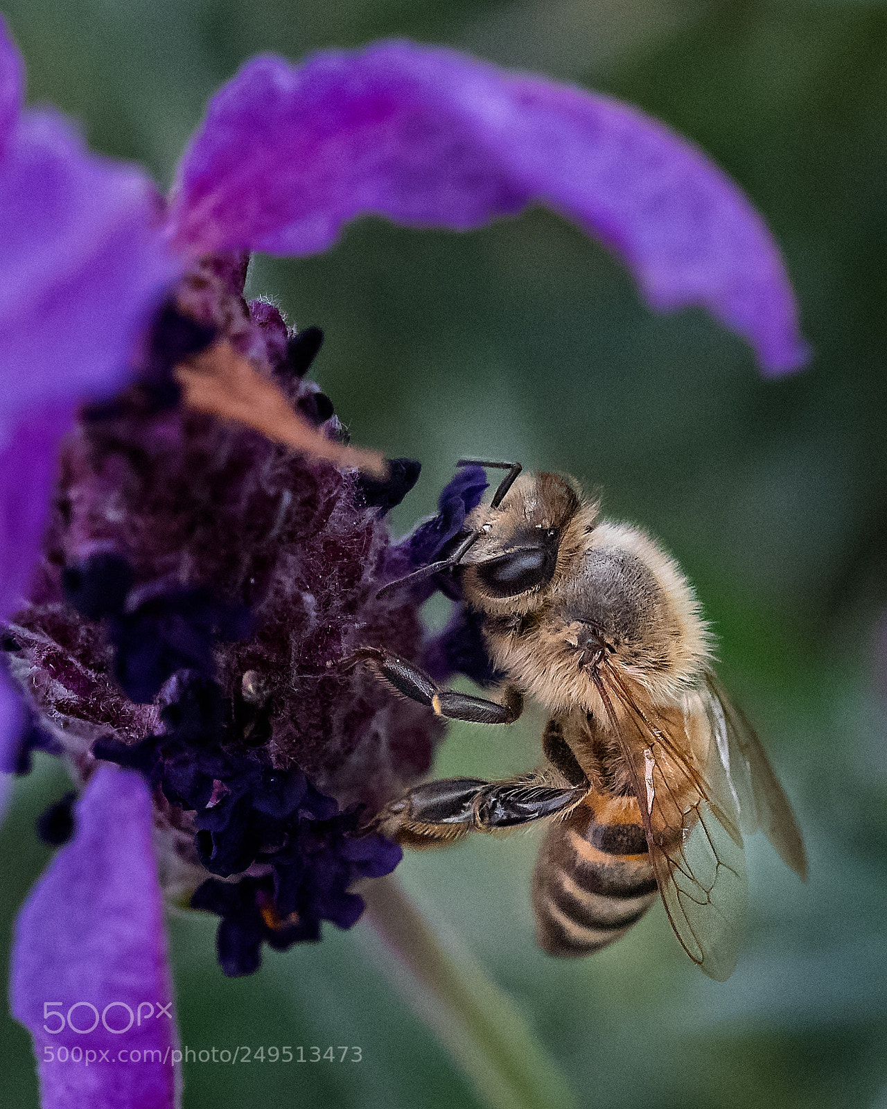 Nikon D810 sample photo. Bee ready photography