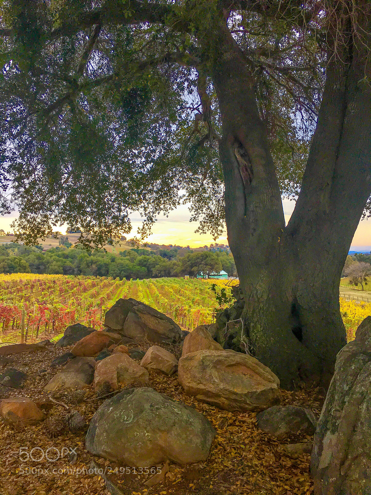 Apple iPhone 6s Plus sample photo. Plymouth california wine vineyard photography