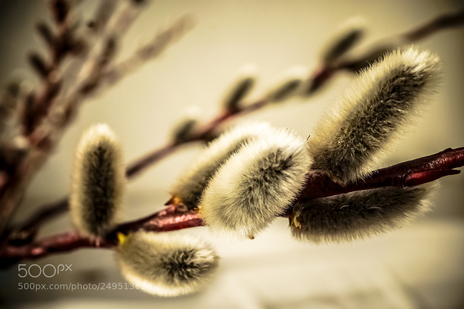 Sony SLT-A58 sample photo. *** salix caprea *** photography