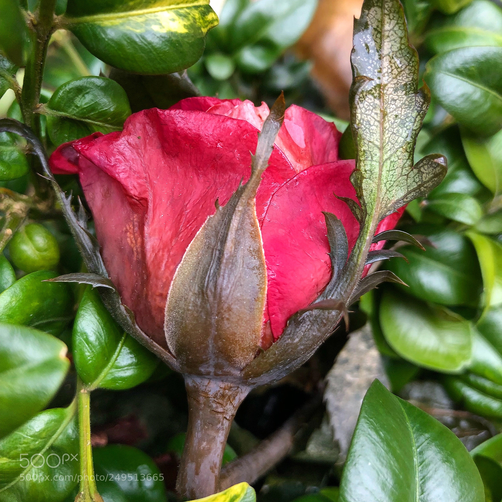 Apple iPhone 8 Plus sample photo. Helleajensen rose roses roos photography