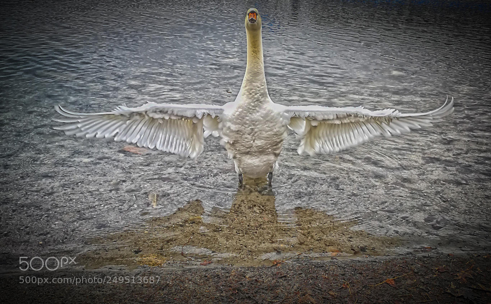 HUAWEI P10 sample photo. Swan photography