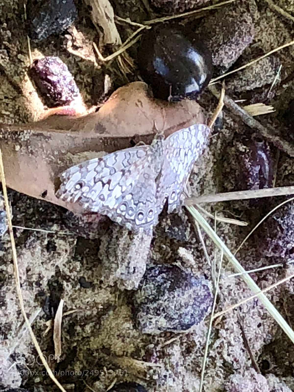 Apple iPhone 8 Plus sample photo. Untitled photography
