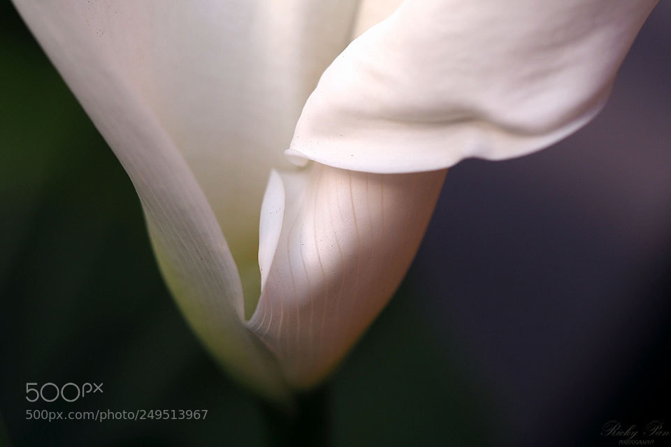 Olympus OM-D E-M1 Mark II sample photo. Lily photography