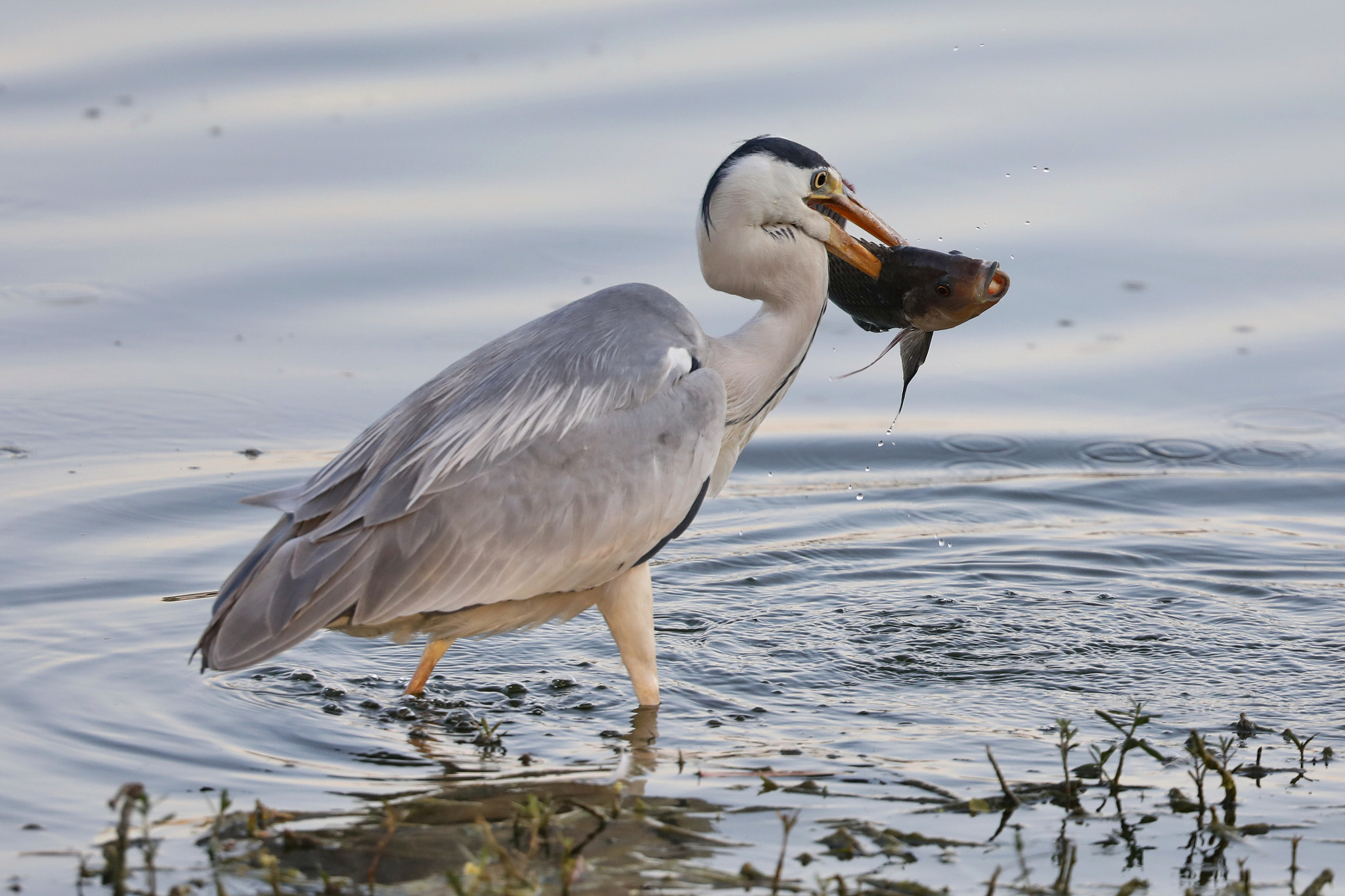 Canon EOS 5D Mark IV + Canon EF 500mm F4L IS II USM sample photo. Gray heron photography