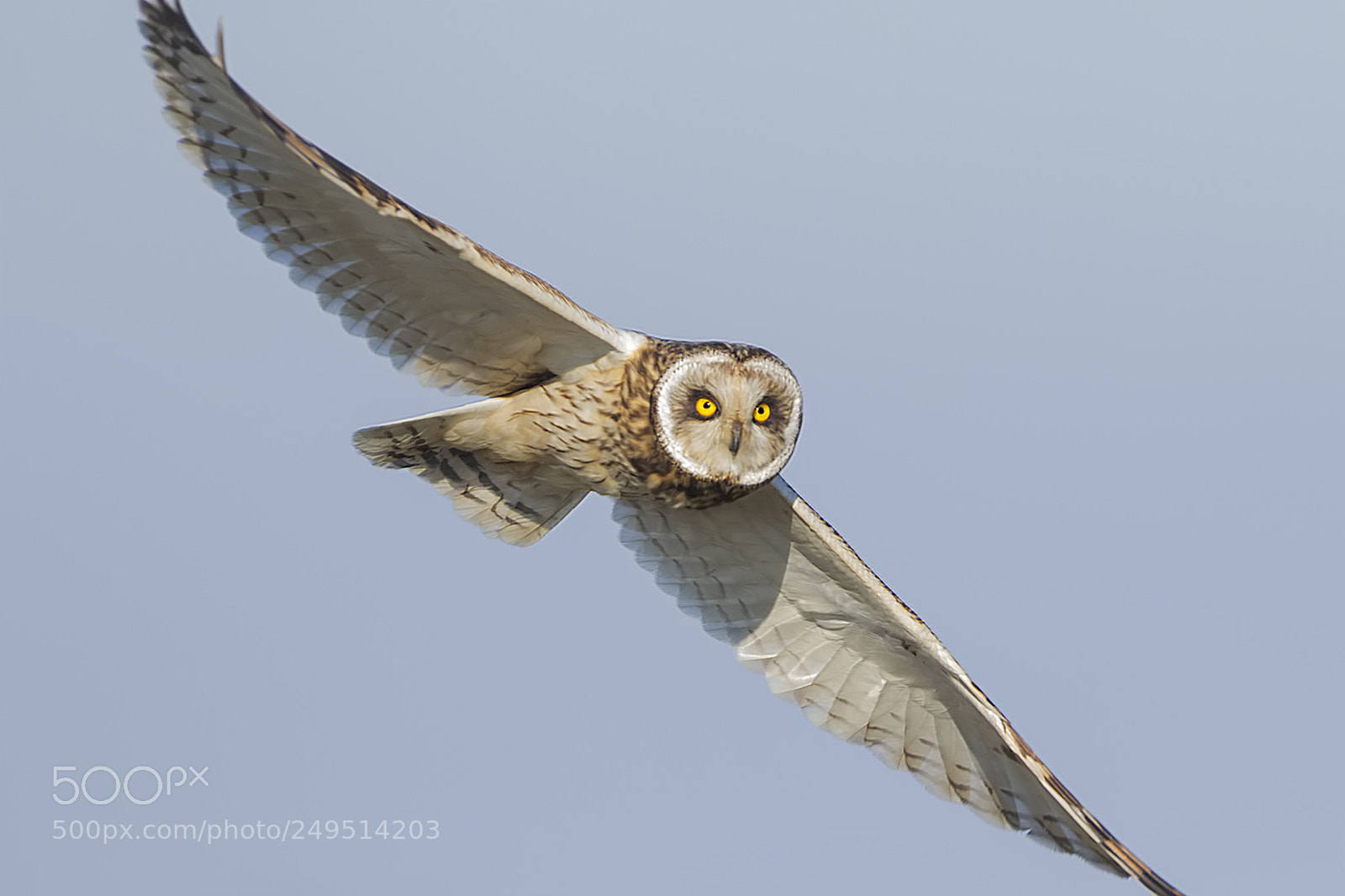 Canon EOS 7D Mark II sample photo. Gufo di palude photography