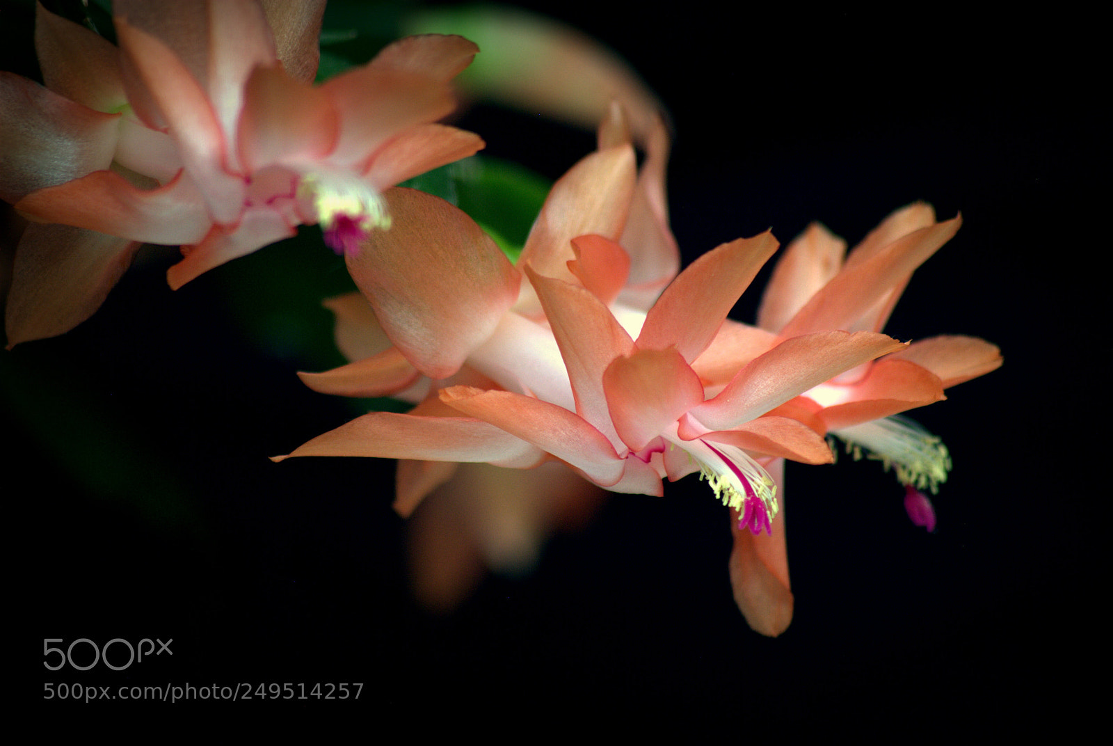 Nikon D3000 sample photo. Christmas cactus flower photography