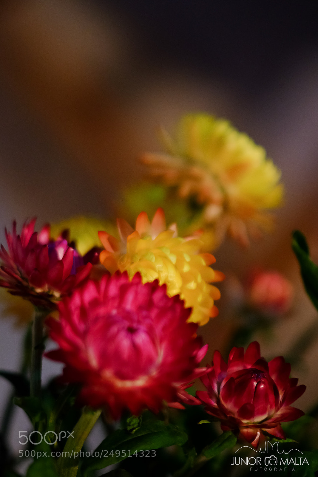 Fujifilm X-E2S sample photo. Sempre vivas - pintando photography