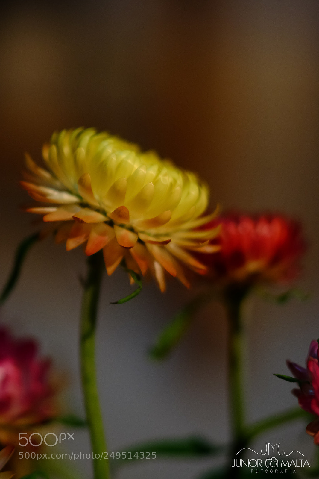 Fujifilm X-E2S sample photo. Sempre vivas - pintando photography