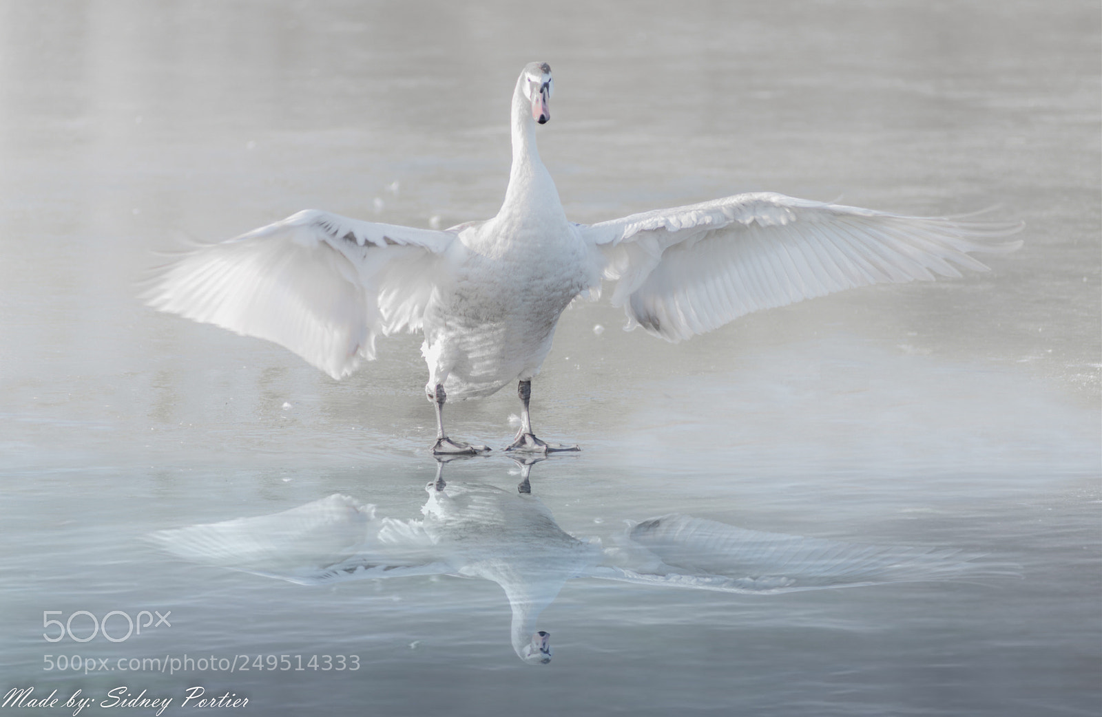 Nikon D600 sample photo. White swan photography