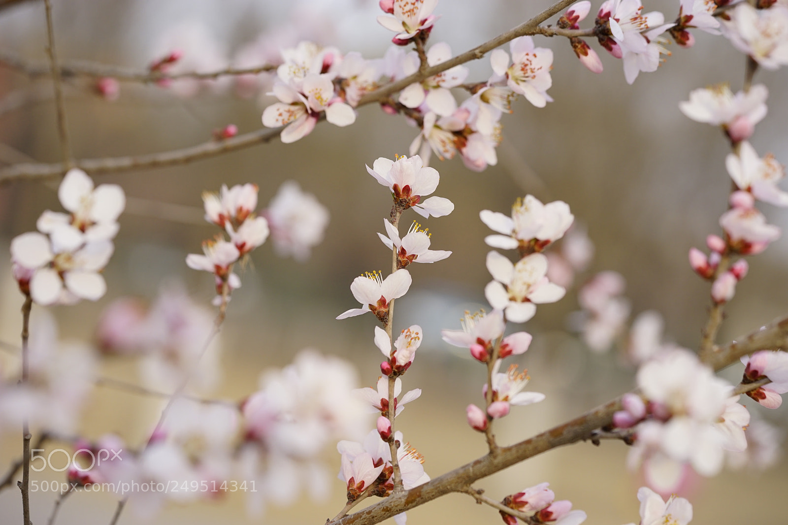 Sony a7 II sample photo. 山桃报春 photography