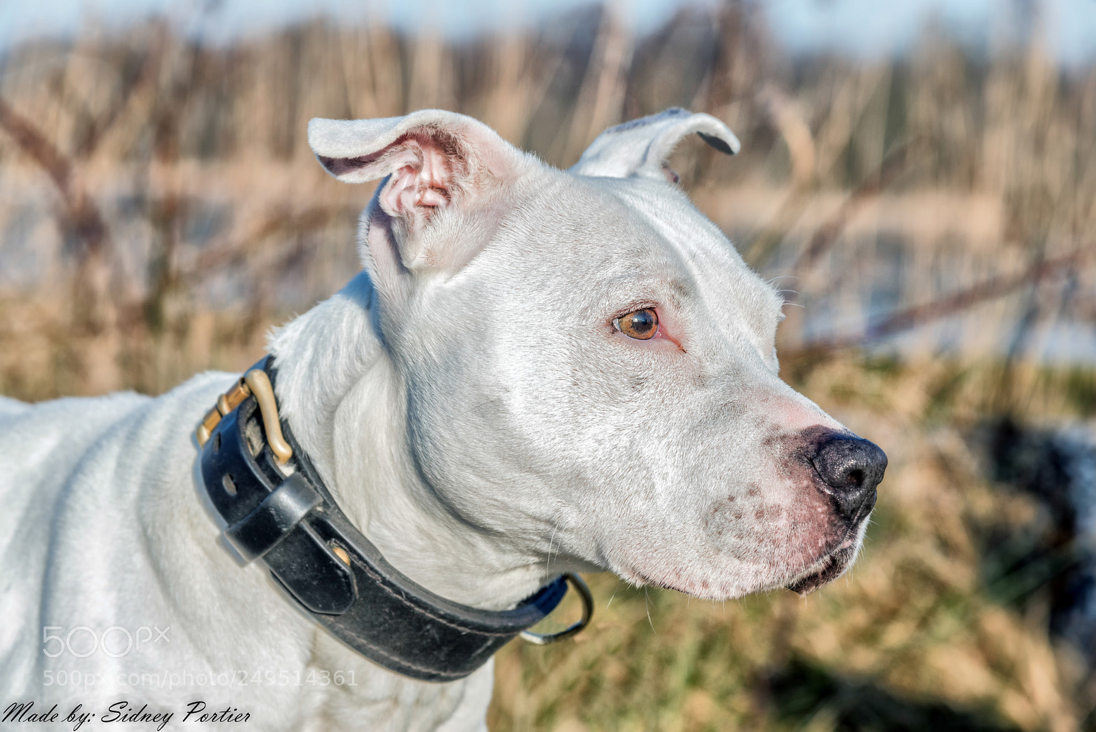 Nikon D600 sample photo. Nina photography