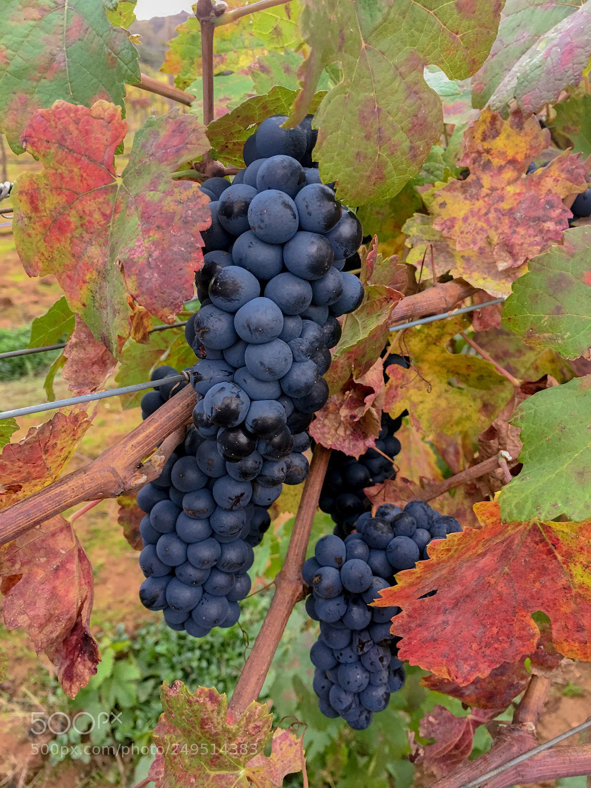 Apple iPhone 6s Plus sample photo. Grapes photography