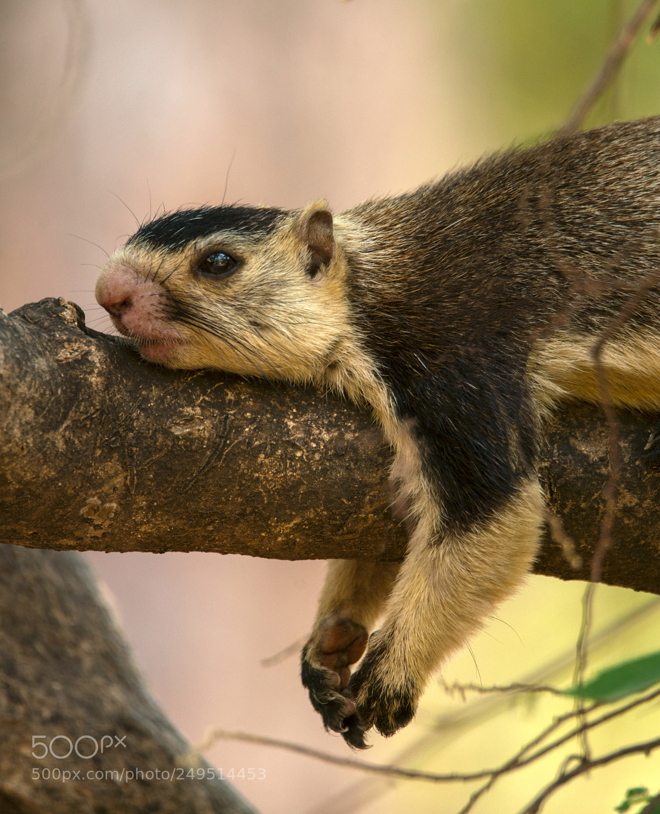 Sony a99 II sample photo. Grizzled giant squirrel photography