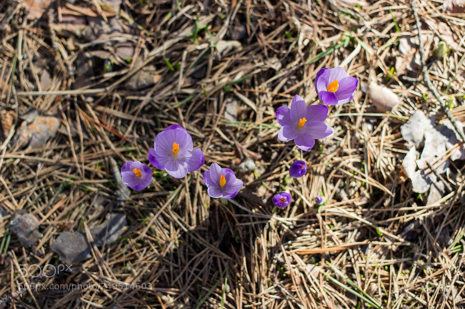 Canon EOS 600D (Rebel EOS T3i / EOS Kiss X5) sample photo. Purple-orange photography