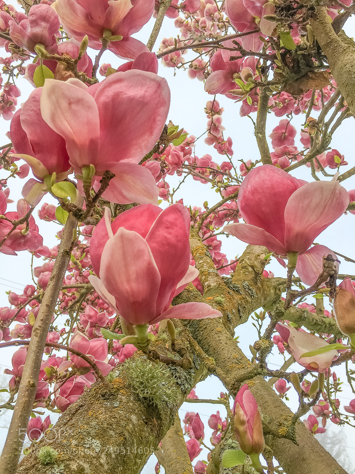Apple iPhone 6s Plus sample photo. Magnolias photography