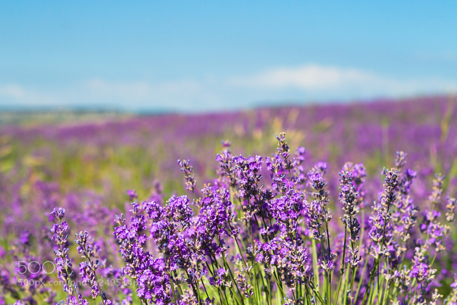 Canon EOS-1D Mark IV sample photo. Lavender fields in the photography