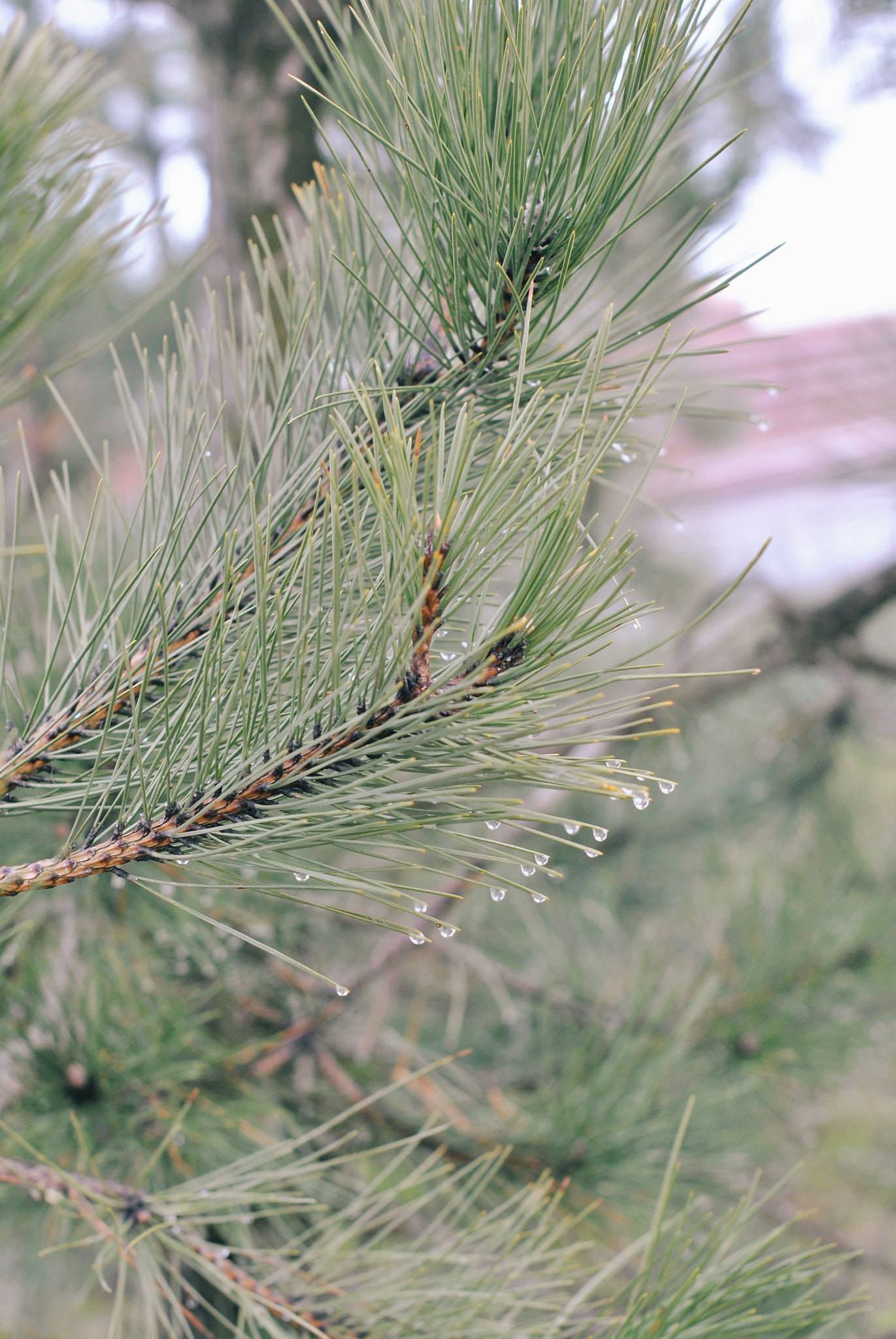 Nikon D3000 + Nikon AF-S Nikkor 50mm F1.4G sample photo. Drops photography