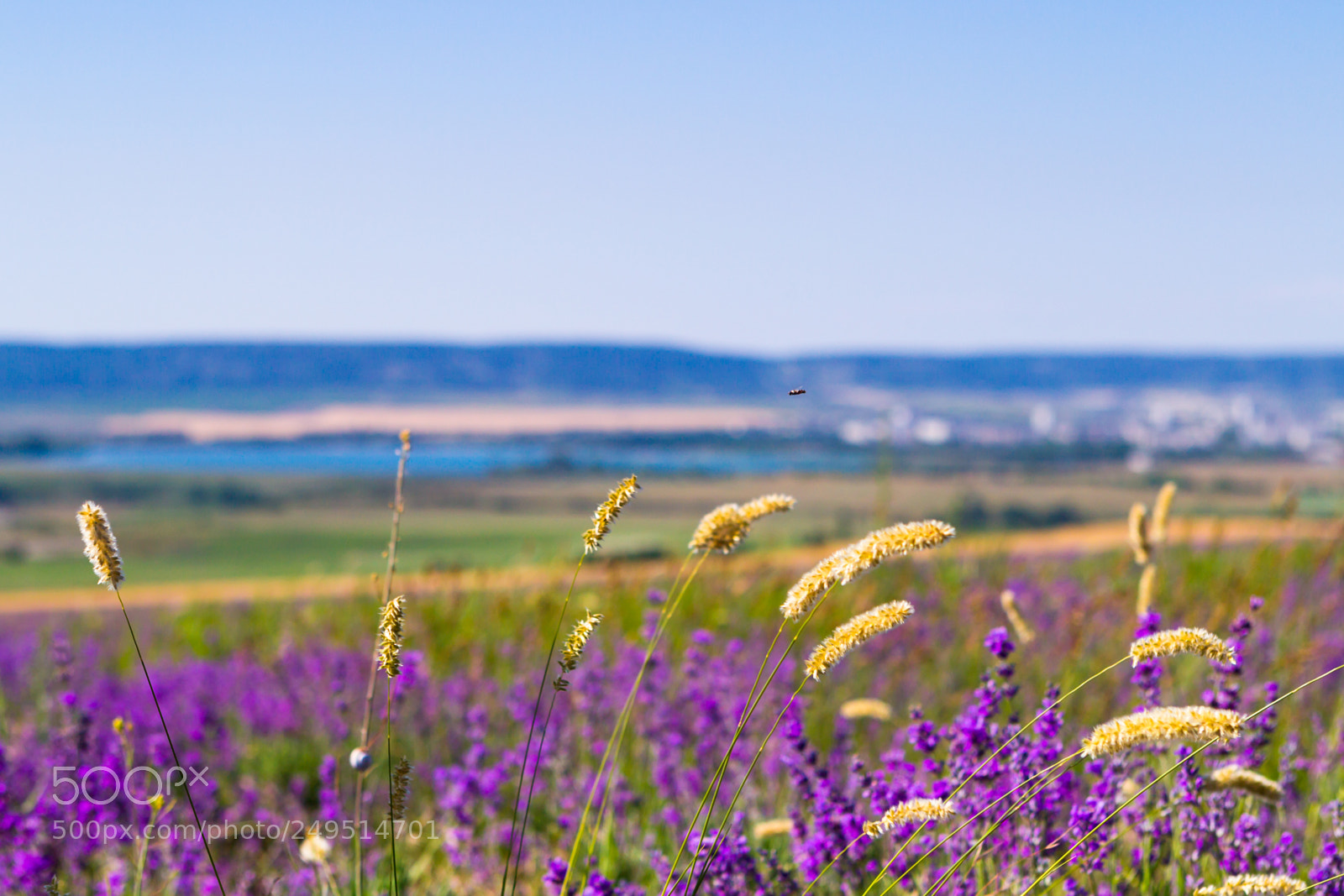 Canon EOS-1D Mark IV sample photo. Lavender fields in the photography