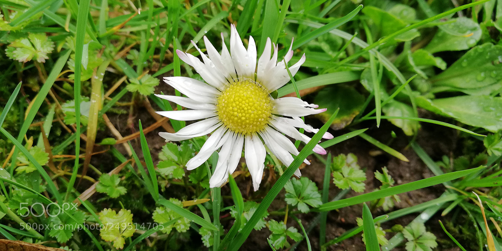 HUAWEI Mate 10 Lite sample photo. Daisy photography