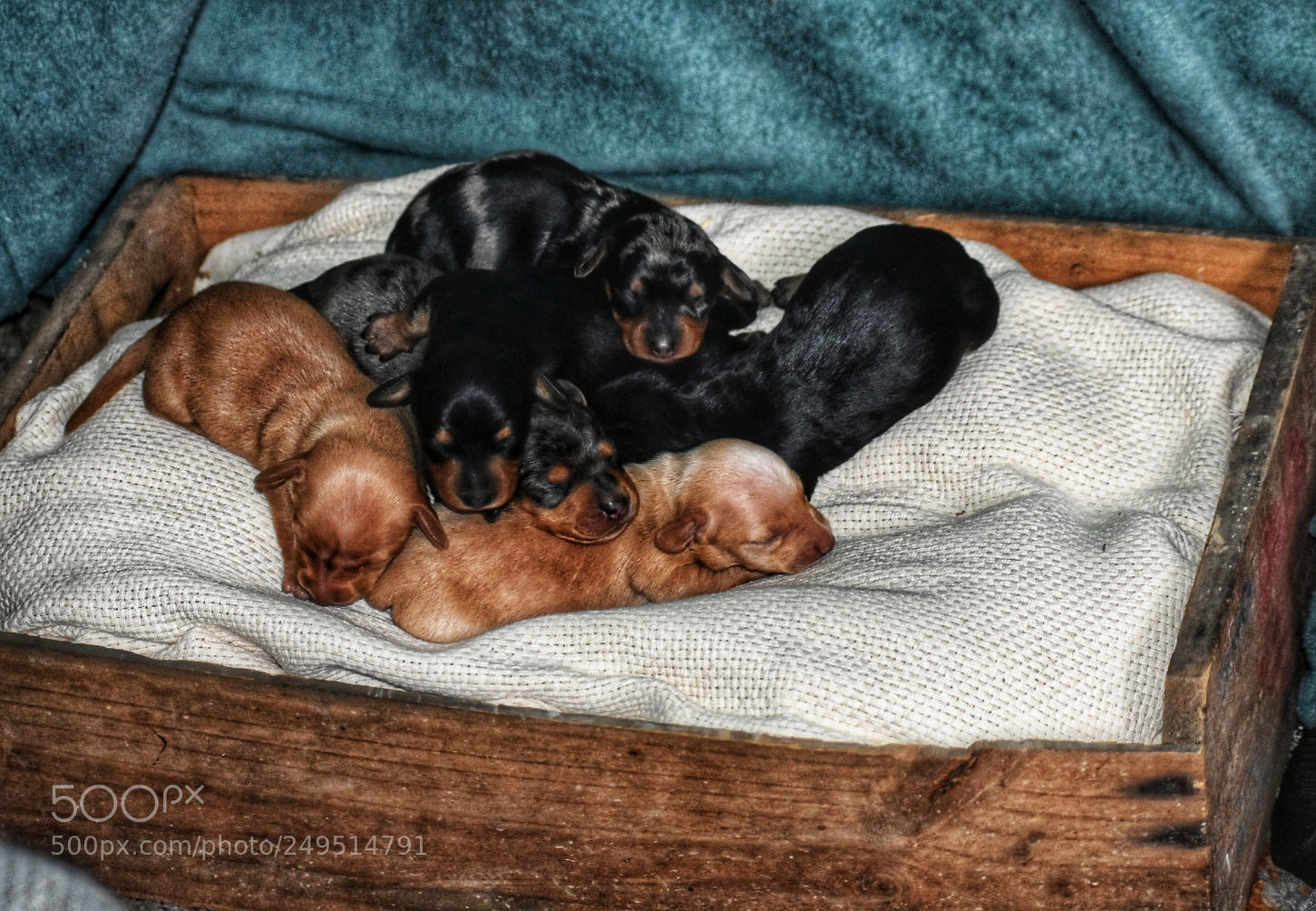 Nikon D3400 sample photo. Dachshund litter photography
