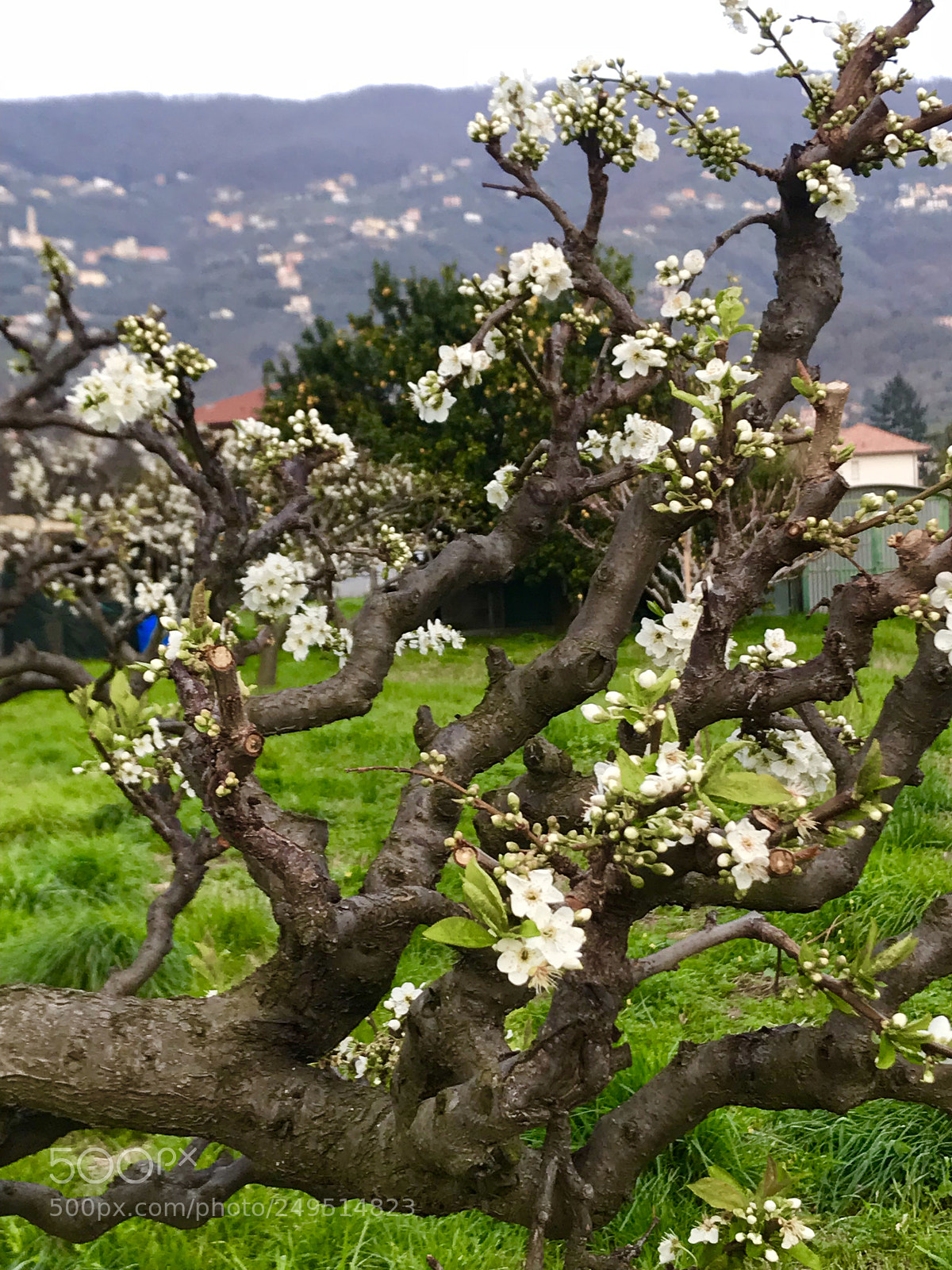 Apple iPhone 7 Plus sample photo. Spring flowers photography