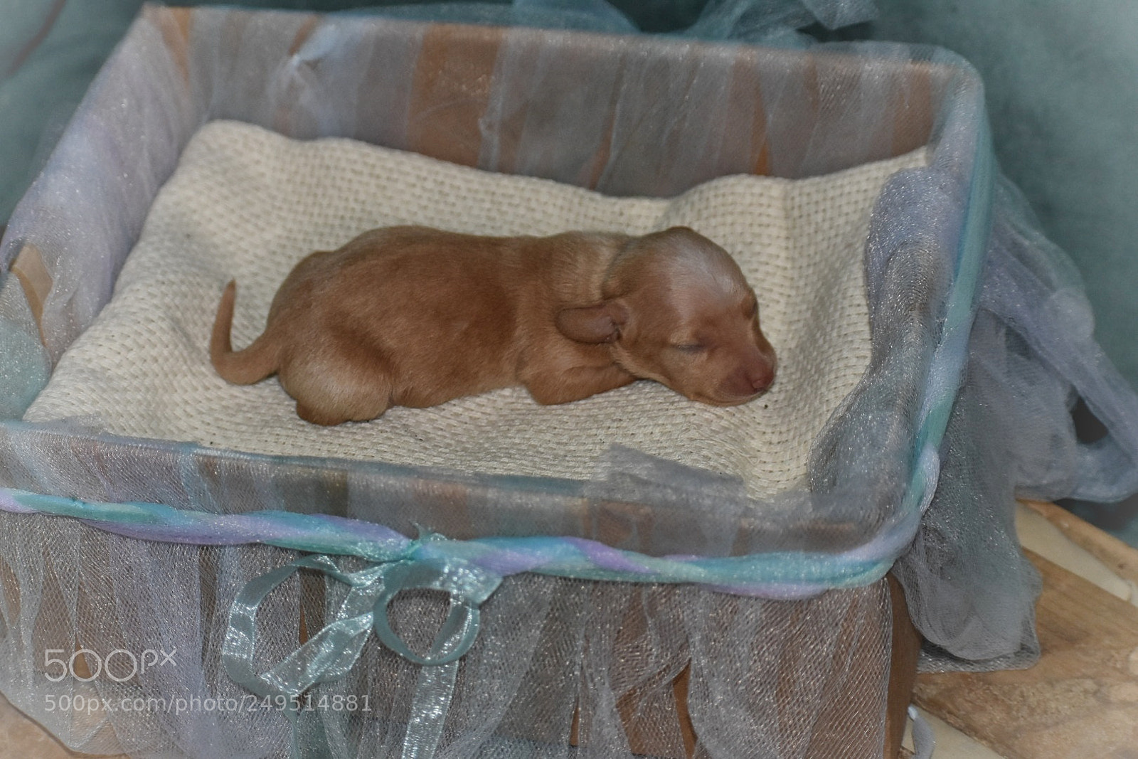 Nikon D3400 sample photo. Male mini dachshund photography
