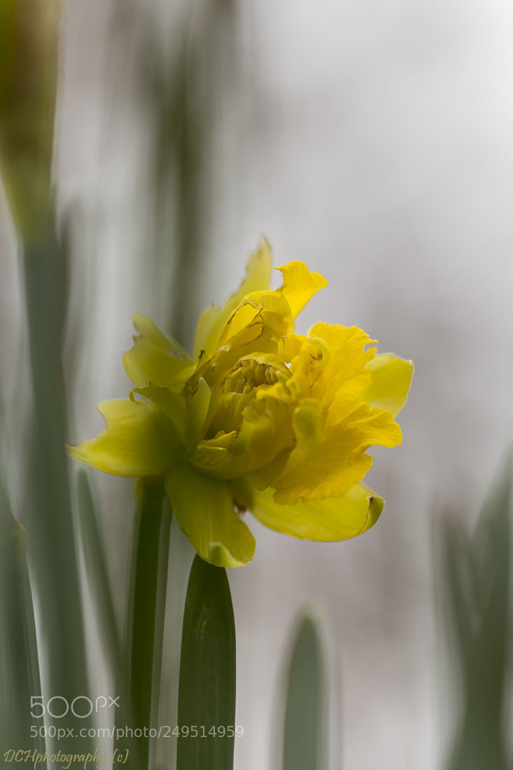 Canon EOS 650D (EOS Rebel T4i / EOS Kiss X6i) sample photo. Spring is in the photography