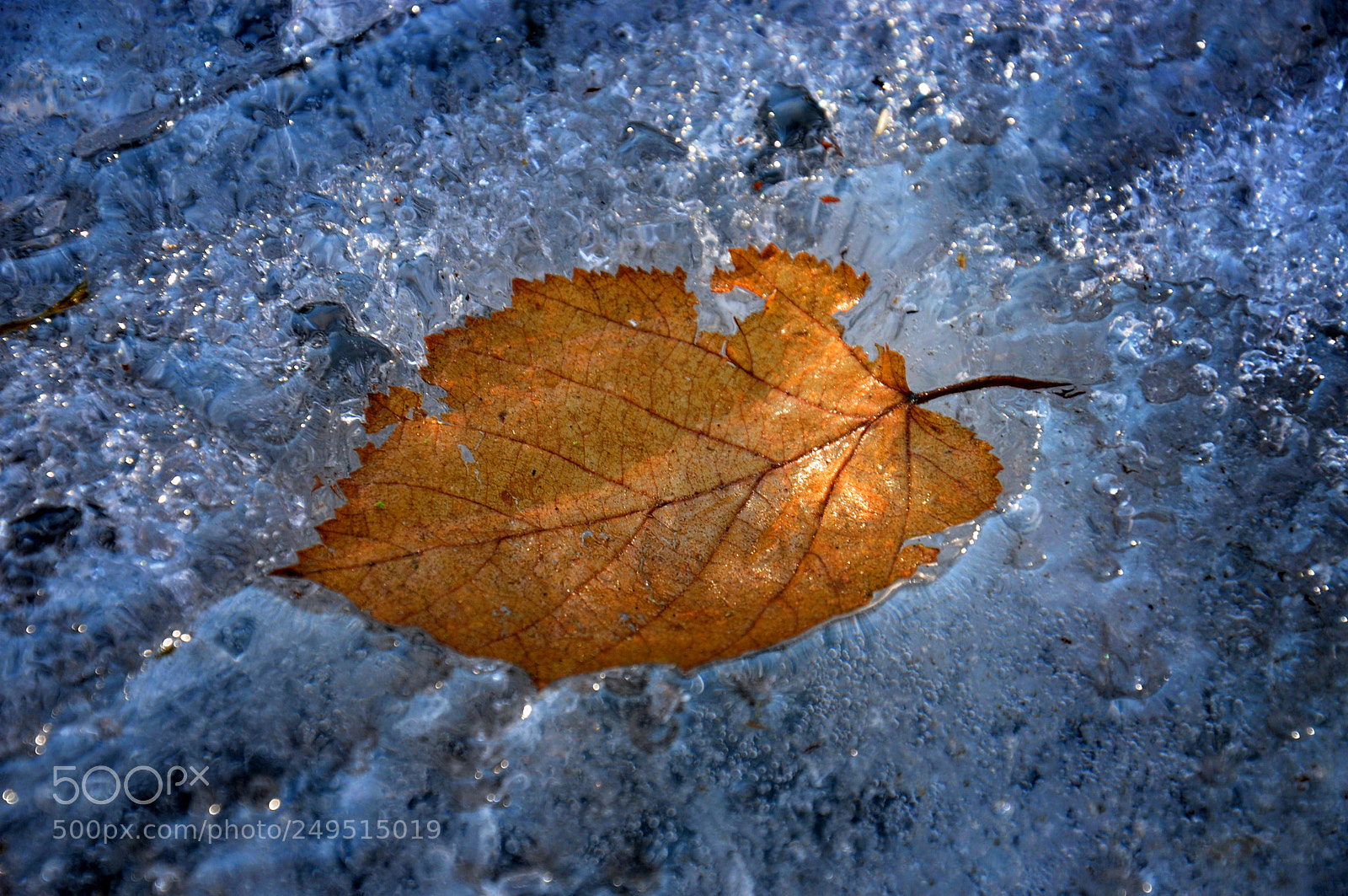 Nikon D90 sample photo. Winter meets autumn photography