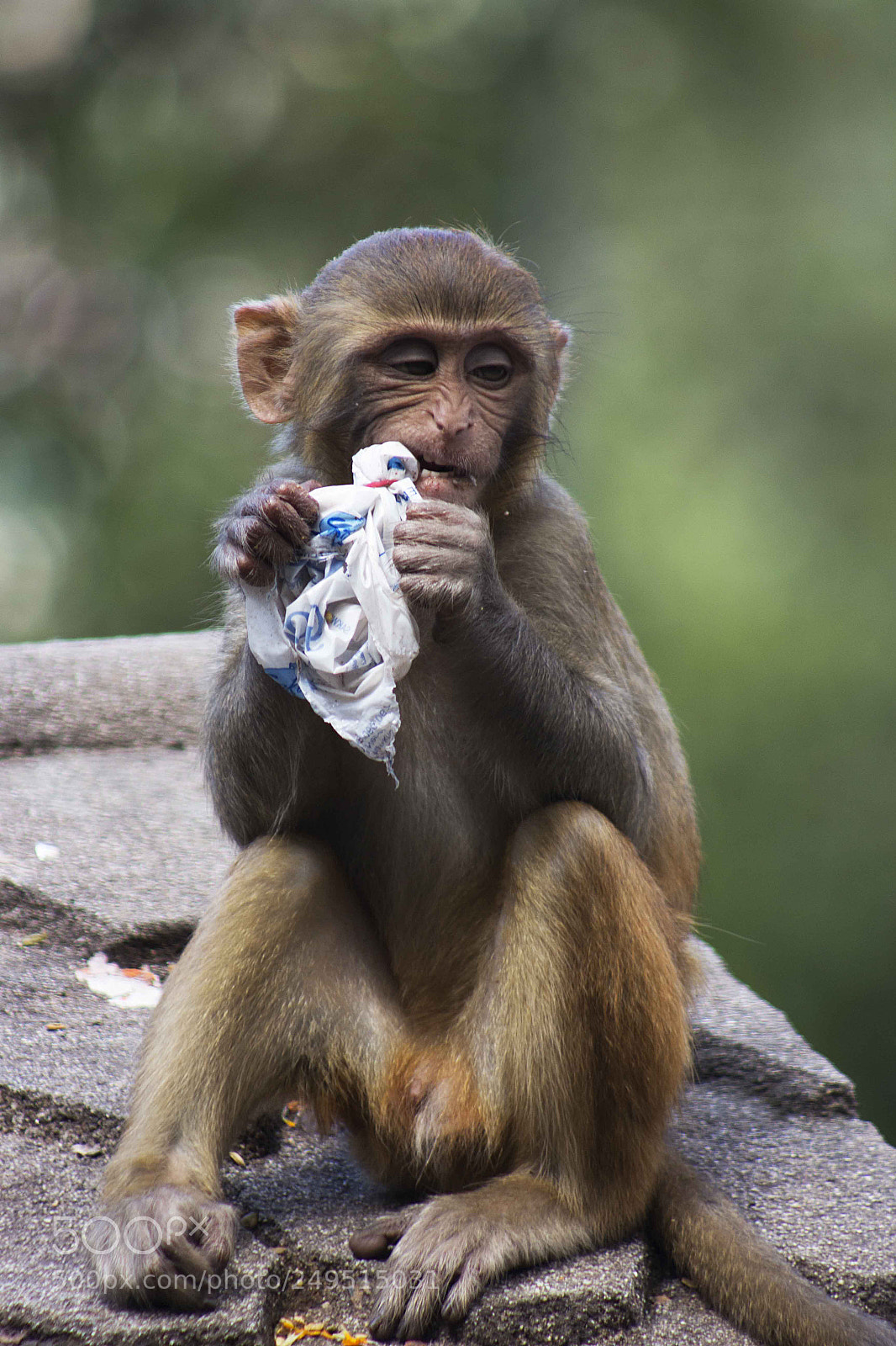 Canon EOS 600D (Rebel EOS T3i / EOS Kiss X5) sample photo. Swayambhunath monkey photography
