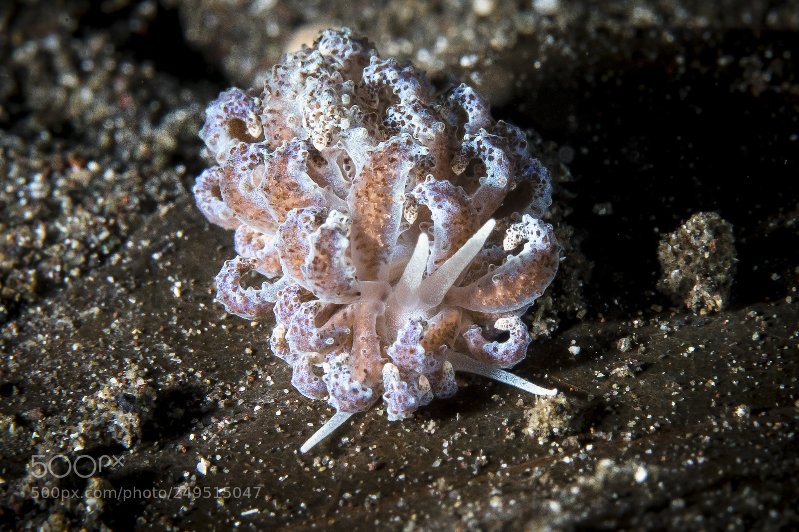 Canon EOS 5D Mark IV sample photo. Solar powered nudibranch photography