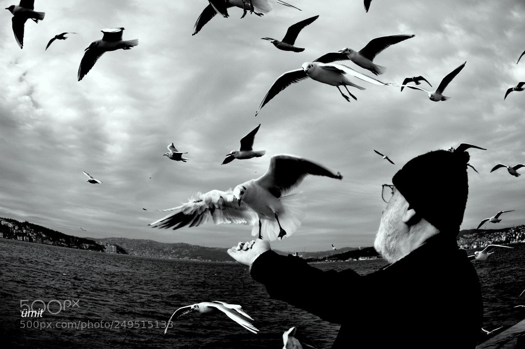Nikon D90 sample photo. Old man und seagull photography