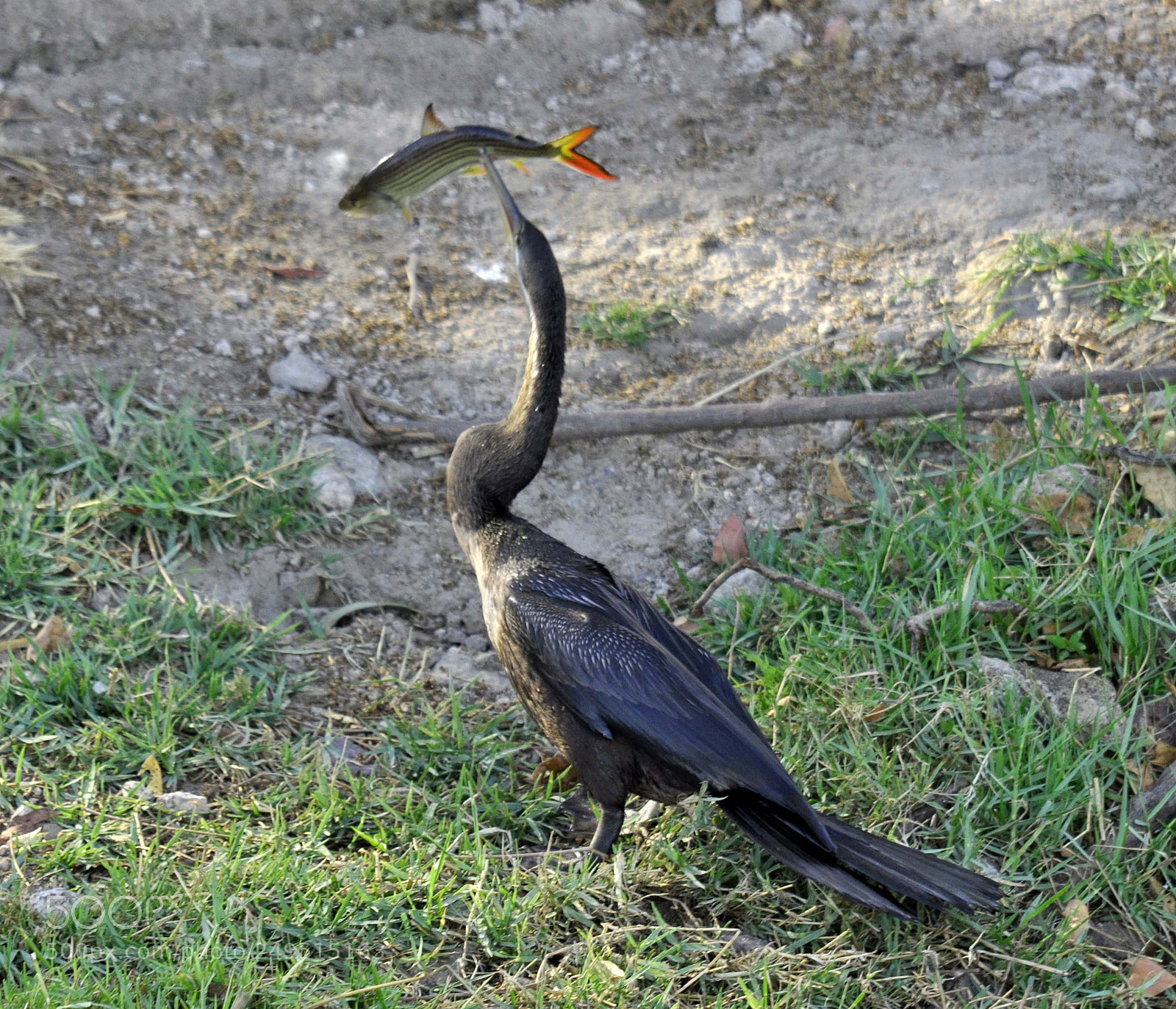 Nikon D90 sample photo. African darter with lunch. photography